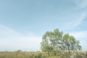 푸른 하늘 아래 들판과 나무 한그루