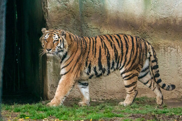 Tigre