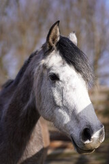 Fototapeta na wymiar Close-up Of A Horse Head