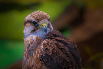2021-11-26 A PEREGRINE FALCOM LOOKING OVER ITS SHOULDER WITH A MULTICOLORED BACKGROUND