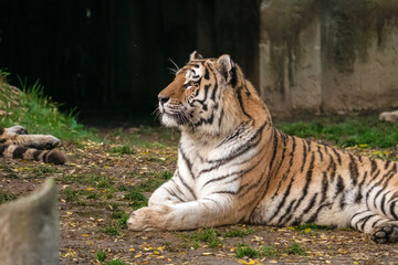 Obraz premium Tigre