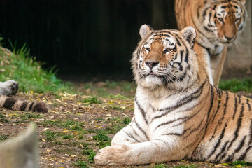 Tigre