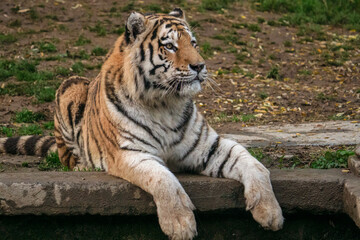 Tigre