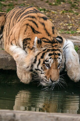 Tigre