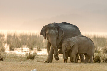 Obraz na płótnie Canvas View Of Elephant In The Field
