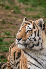 Tigre