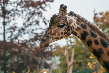 Giraffa