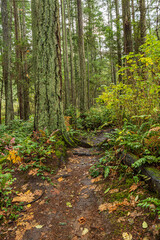 damp and muddy path in the forest covered with beautiful orange fall leaves