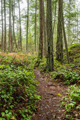 Obraz premium damp and muddy path in the forest covered with beautiful orange fall leaves