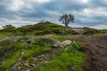 Fototapeta na wymiar single tree grew on the summit of a small hill with ground covered with green moss under the overcast cloudy sky