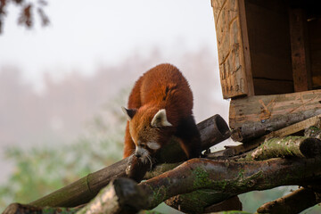 Obraz premium Panda Rosso