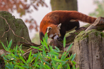 Panda Rosso