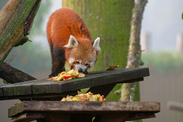 Panda Rosso
