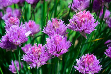 large lilac flowers with green grass