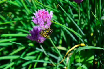 the bee sat on a lilac flower