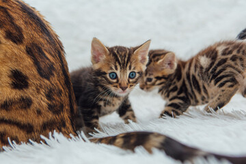 Naklejka premium Adorable golden bengal mother-cat with her little kitten on white fury blanket.
