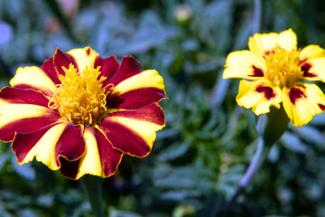 Flowers close up, growing, top view. Marigold bright flowers with green leaves in the garden. Bright marigold flowers from above. Floral design, flower background, garden flowers