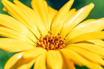 Yellow flower close-up. Flower petals . Pollen in the flower macro. Blossom. Summer background. Bright juicy picture. Macro Shot Of Yellow Flower. Pistils and stamens. Calendula