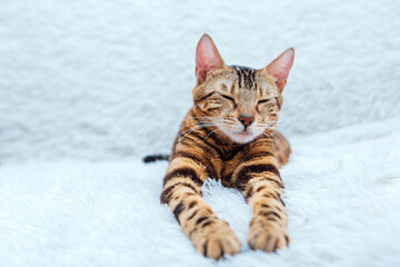 Bengal kitty cat laying on the white fury blanket indoors