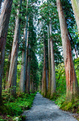 Obraz premium 戸隠神社奥社 参道の杉並木