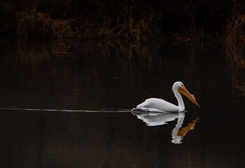 swan on the lake