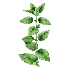 Watercolor mint plant