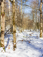 Fototapeta na wymiar Winter, panoramic views of the forest , snow-covered glades in the rays of the bright sun.