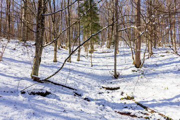 Winter, panoramic views of the forest , snow-covered glades in the rays of the bright sun.