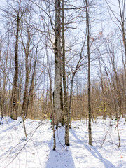 Winter, panoramic views of the forest , snow-covered glades in the rays of the bright sun.