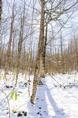 Winter, panoramic views of the forest , snow-covered glades in the rays of the bright sun.