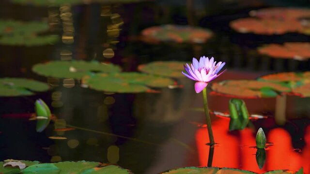 Colorful blooming bright blue purple open one lily flower with pads in pond with water ripples reflection at garden