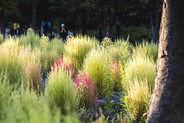 노을빛 받는 댑싸리들