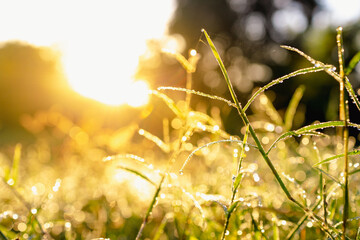 Grass with water droplets in the morning sunlight