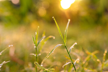 Grass with water droplets in the morning sunlight