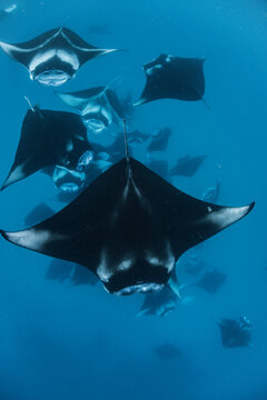 Requiemhaie Bilder Durchsuchen 757 Archivfotos, und