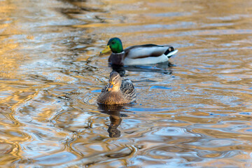 ducks in the water