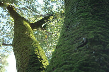 ヤマザクラと表皮のコケ