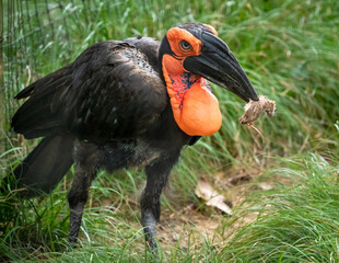 Southern Ground Hornbill eating mouse at the zoo in Birmingham Alabama.
