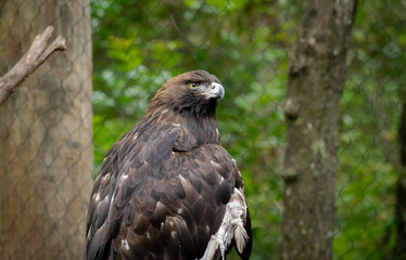 Golden Eagle on large branch at zoo in Birmingham Alabama.