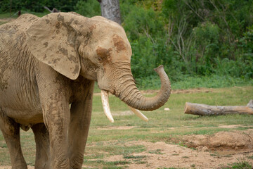 African Elephant walking in the grass at zoo in Birmingham Alabama.