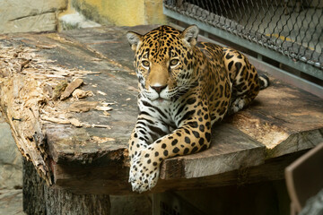 Jaguar resting on wooden platform at the zoo in Birmingham Alabama.