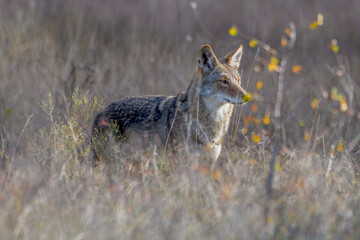 Coyote (Canis latrans) standing in tall prairie grass