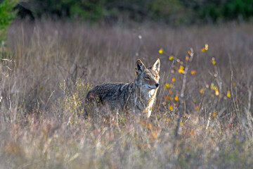 Obraz na płótnie Canvas coyote (Canis latrans) standing in tall prairie grass