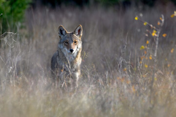 coyote (Canis latrans) standing in tall prairie grass - obrazy, fototapety, plakaty