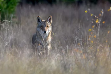 Foto op Canvas coyote (Canis latrans) standing in tall prairie grass © jwjarrett