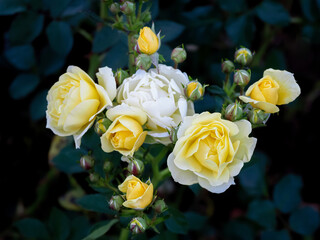   Natural summer background with yellow rose. Beautiful blooming flower on green leaves background.