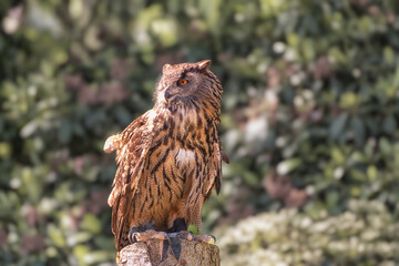Eagle Owl, Bubo bubo, Wuhu against a colorful foliage background. Bird profile portrait