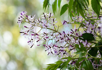 Pale purple and white flowers and foliage of the White Cedar, Melia azedarach, family Meliaceae....