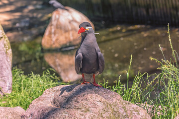 Inca Tern with dark grey body, white moustache on both sides of its head, and red-orange beak and feet is on the stone