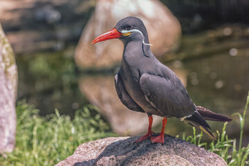 Inca Tern with dark grey body, white moustache is on the stone. Portrait